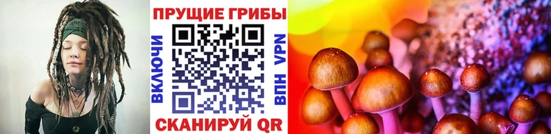 сайты даркнета как зайти  Рошаль  Галлюциногенные грибы Cubensis 